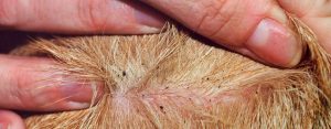 La pulga del gato (Ctenocephalides felis)